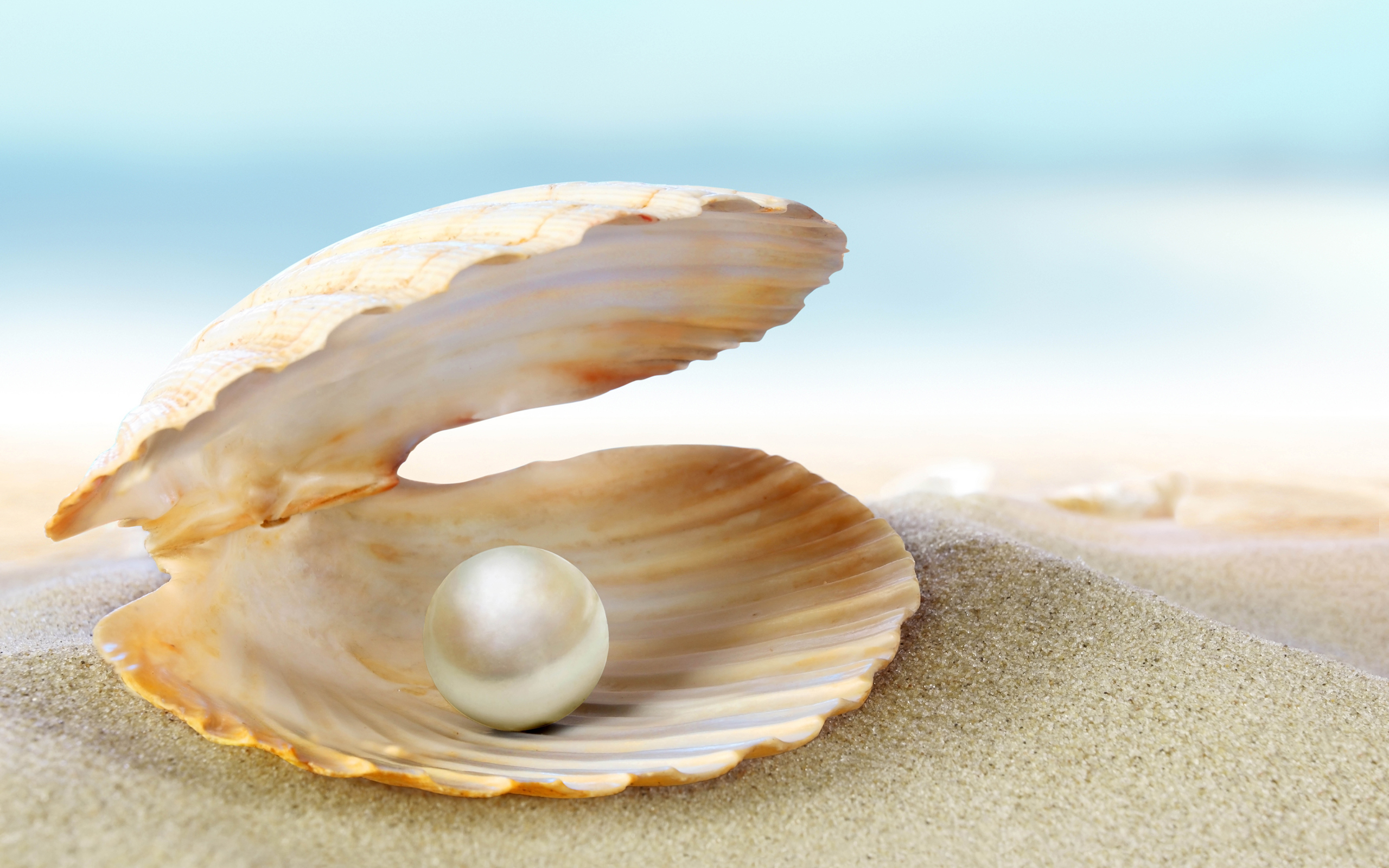 海边沙滩上的贝壳珍珠49130_大海与海边_风景风光类_图库壁纸_68Design