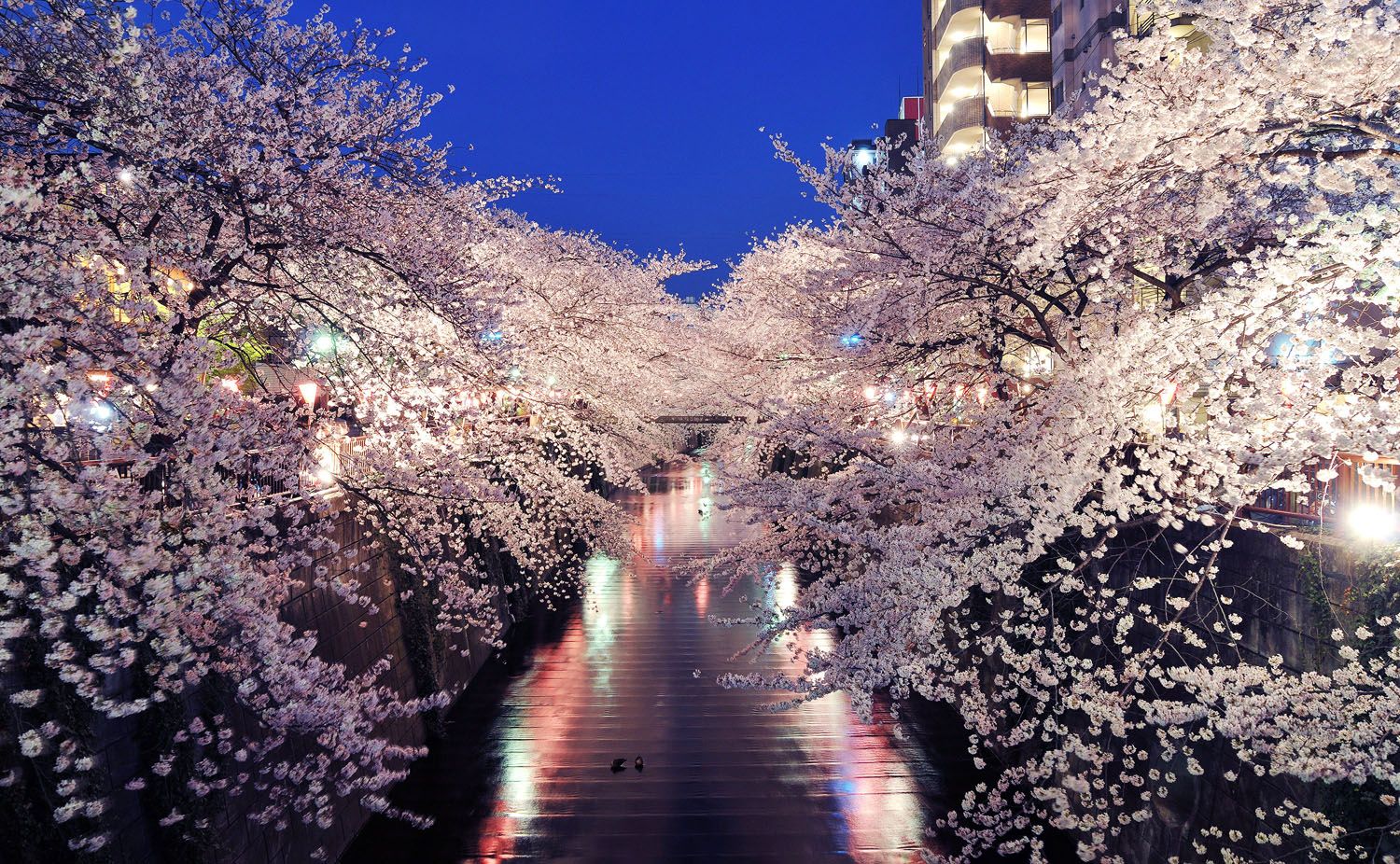 看一场最美樱花雨不用去日本 国内这些地方就可以-搜狐大视野-搜狐新闻