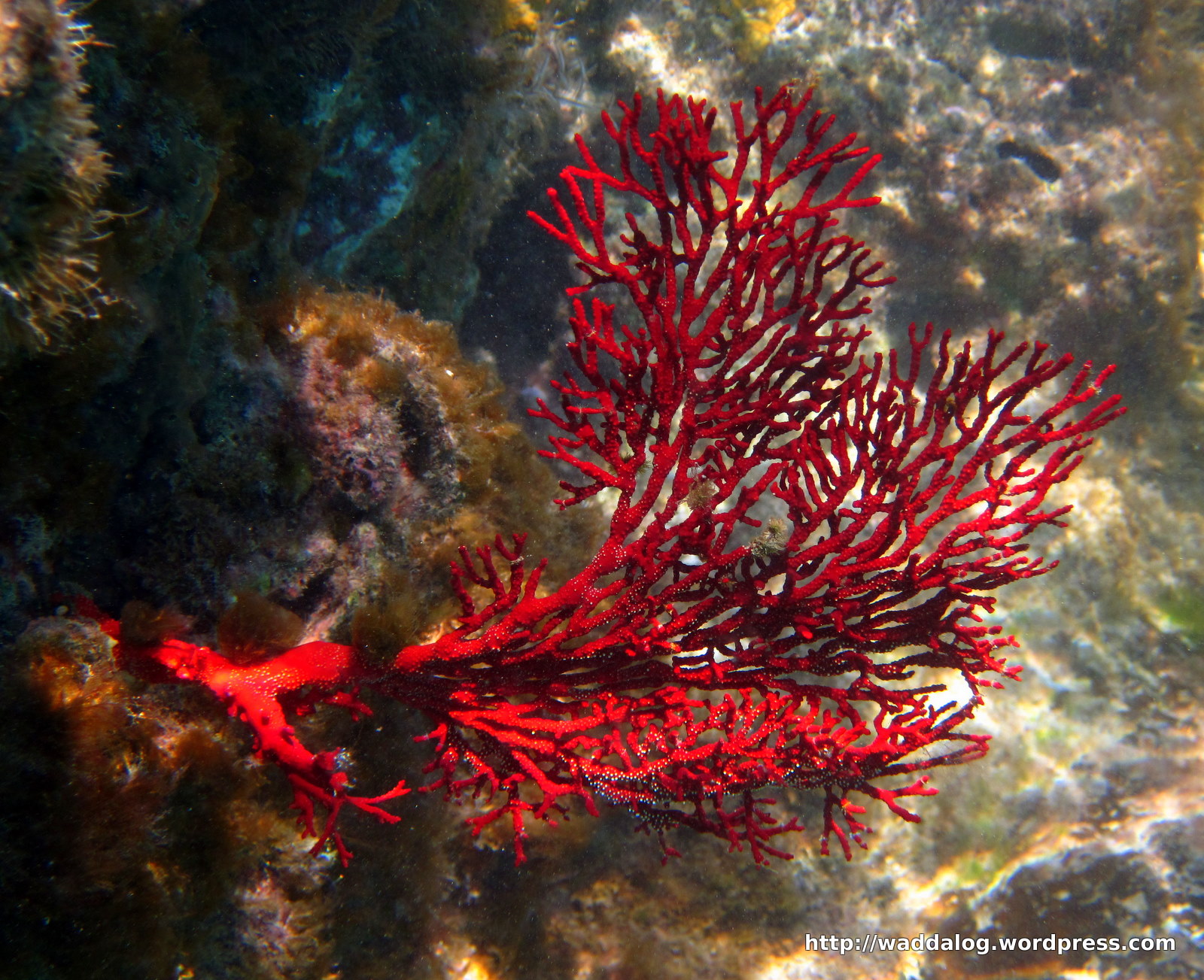 红珊瑚 来自深海的千年珍品